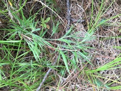 Dichanthelium consanguineum