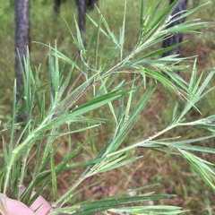 Dichanthelium consanguineum