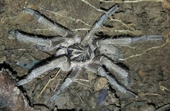 Harpactira