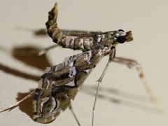 Lineodes vulnifica