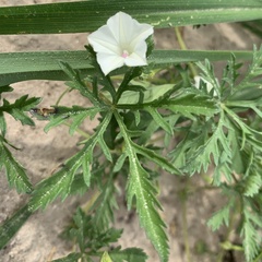 Ipomoea coptica