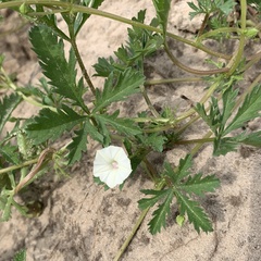 Ipomoea coptica