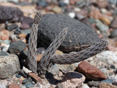 Pterocactus tuberosus