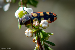 Castiarina pallidiventris
