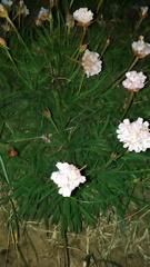 Armeria welwitschii