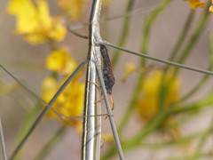 Dersagrena subfoveolata