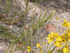Carphoproscopia lancea