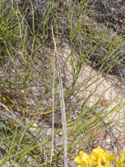 Carphoproscopia lancea