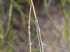 Carphoproscopia lancea