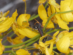 Dersagrena subfoveolata