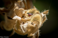 Oxycarenus luctuosus