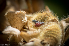 Oxycarenus luctuosus