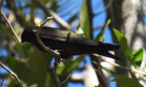 Black Saw-wing (Psalidoprocne pristoptera), photo 8