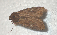 Apamea lateritia