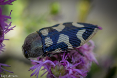 Castiarina simulata