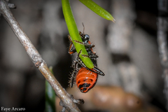 Lemidia
