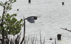 Egretta tricolor