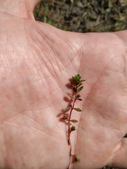 Illecebrum verticillatum