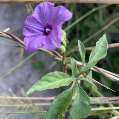 Ipomoea hochstetteri