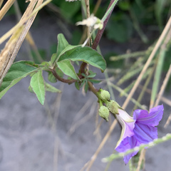 Ipomoea hochstetteri