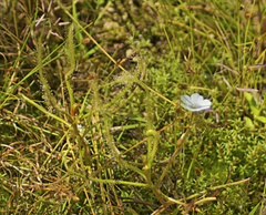 Drosera serpens