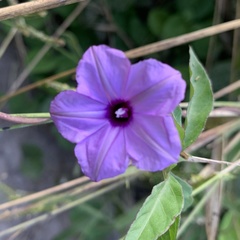Ipomoea hochstetteri