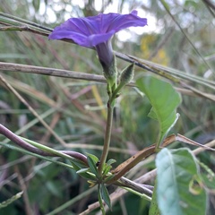 Ipomoea hochstetteri