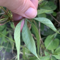 Ipomoea hochstetteri