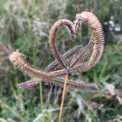 Dactyloctenium giganteum