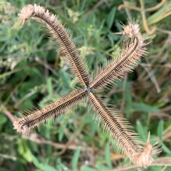 Dactyloctenium giganteum