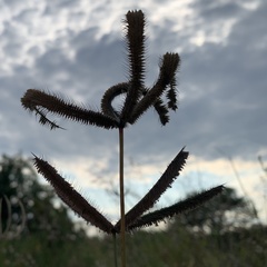 Dactyloctenium giganteum