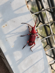 Dicelosternus corallinus