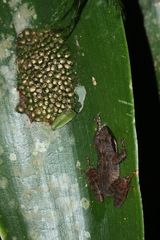 Natalobatrachus bonebergi