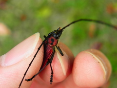 Purpuricenus spectabilis
