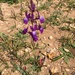 Clovenlip Toadflax - Photo (c) Thomas Friedrich, some rights reserved (CC BY-NC), uploaded by Thomas Friedrich