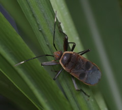 Physopelta gutta gutta