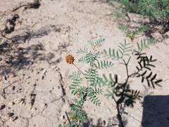 Prosopis strombulifera