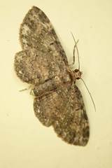 Pseudocollix hyperythra