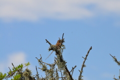 Schoeniophylax phryganophilus