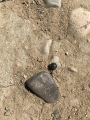 Armadillidium vulgare