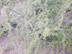 Plectrocarpa tetracantha