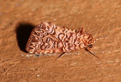 Callopistria granitosa