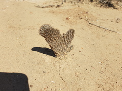 Pterocactus tuberosus