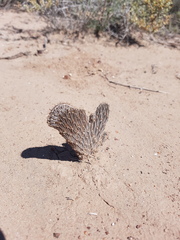 Pterocactus tuberosus