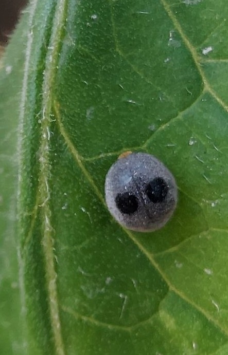 Azya bioculata