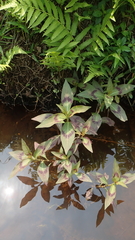 Persicaria barbata