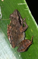 Natalobatrachus bonebergi