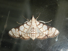 Aphytoceros lucusalis