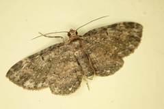 Pseudocollix hyperythra