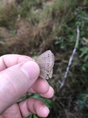 Nhambikuara cerradensis